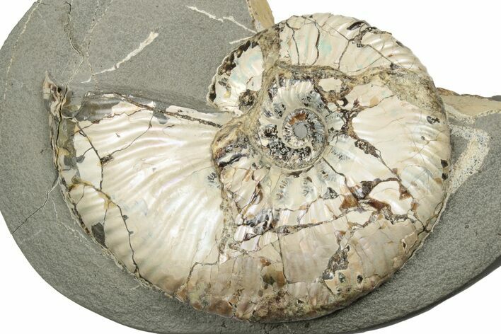 Iridescent Ammonite (Deshayesites) Fossil #243282